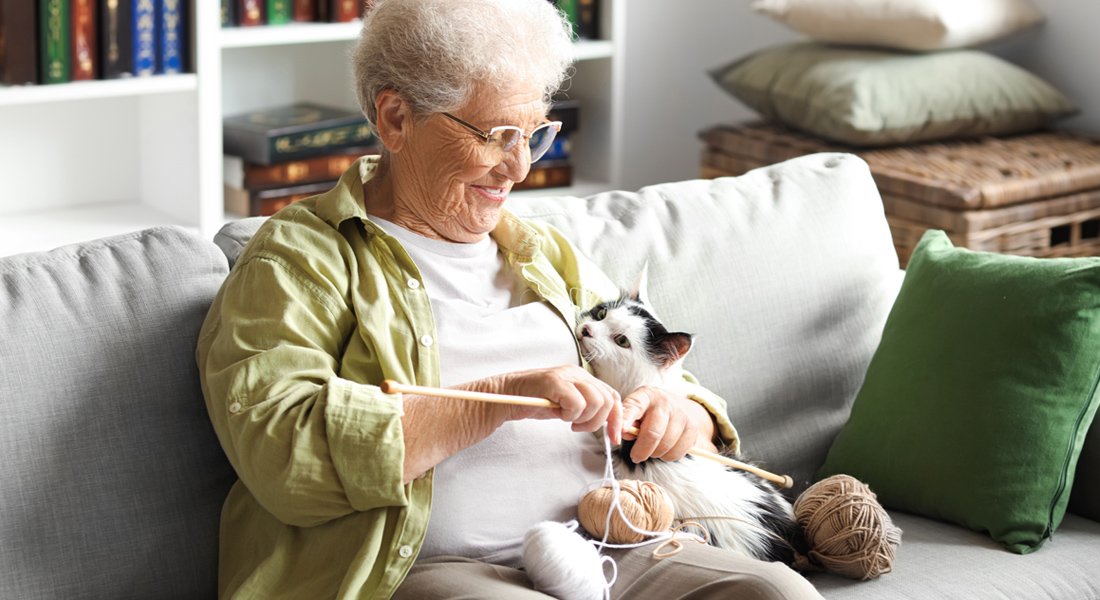 senior pets